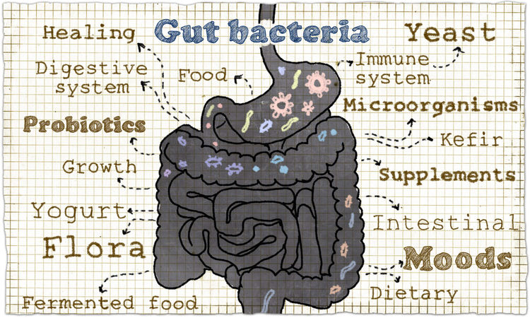 role of gut microbiome and bacteria illustration