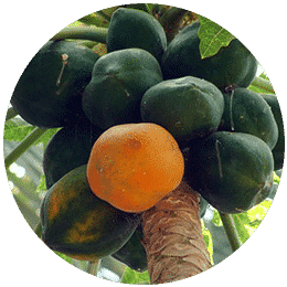 papaya signova