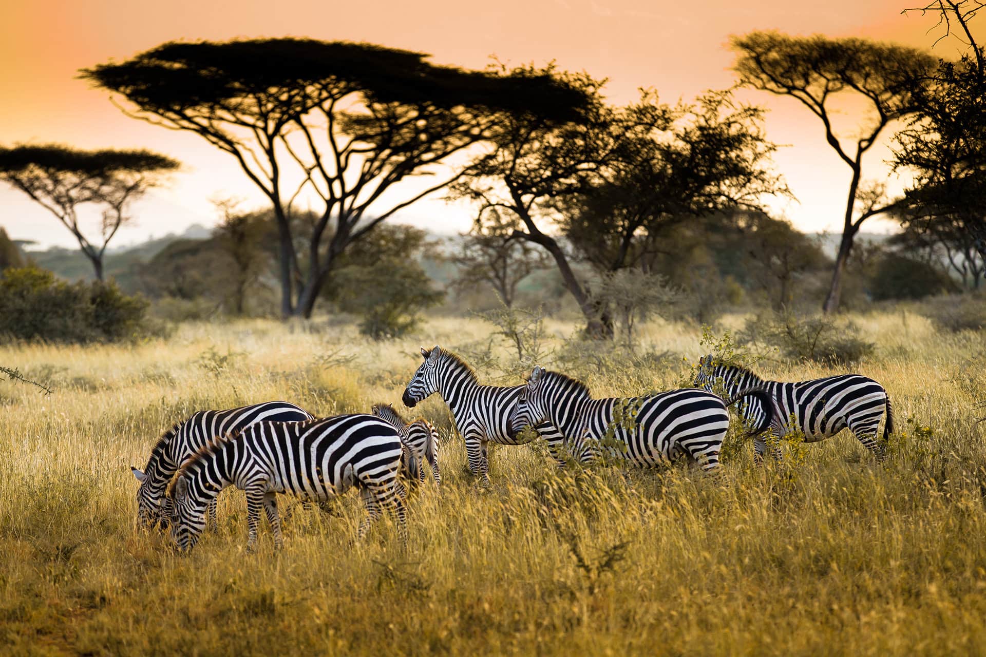 4-Day Accessible Masai Mara Experience