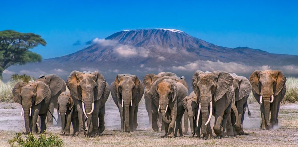 Amboseli Elephant Paradise - Kenya safari offer