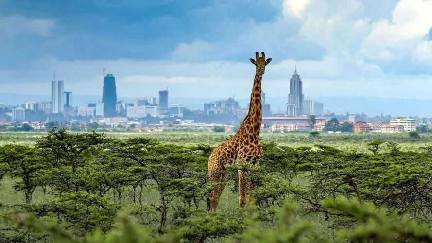 Nairobi Highlights Express Tour
