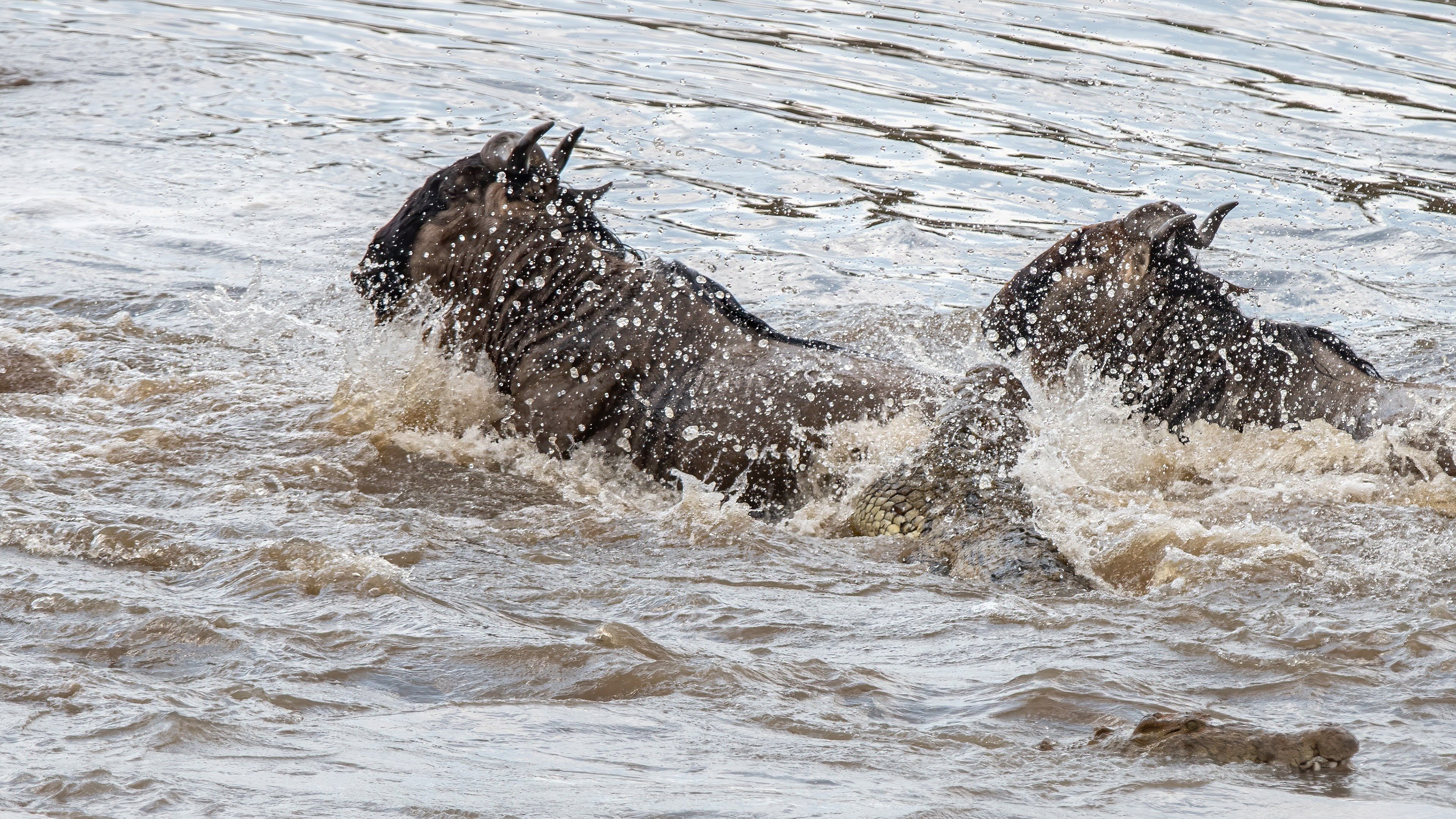 Masai Mara JaeTravel Expeditions - Kenya safari tour