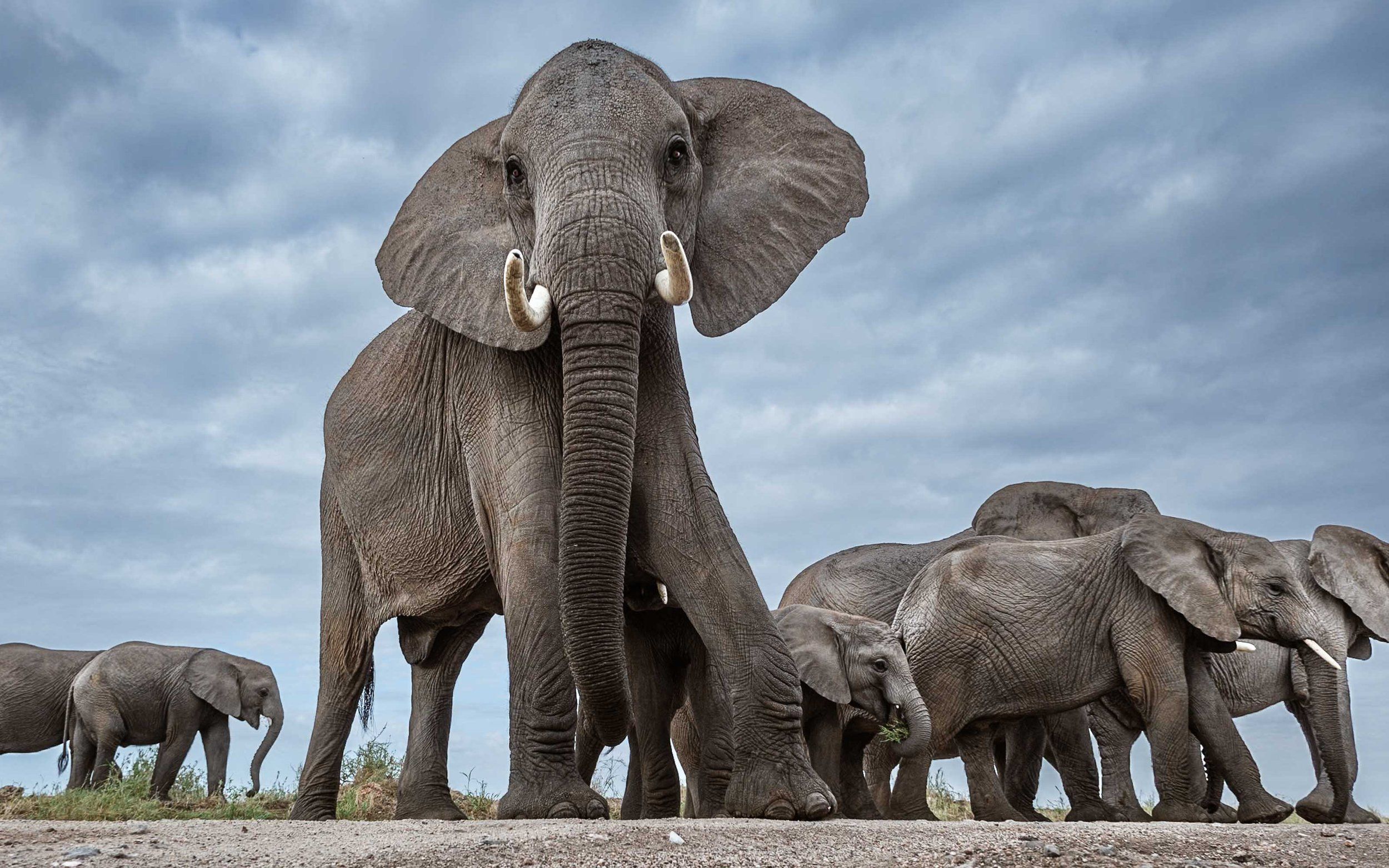 Amboseli Elephant Safari - Featured Image