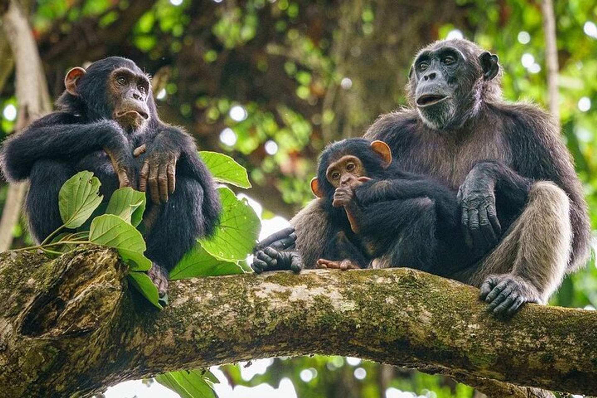 Mahale Chimpanzee Trek - Featured Image