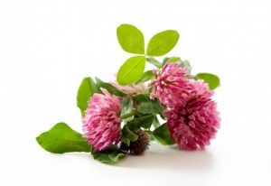 Red clover plant