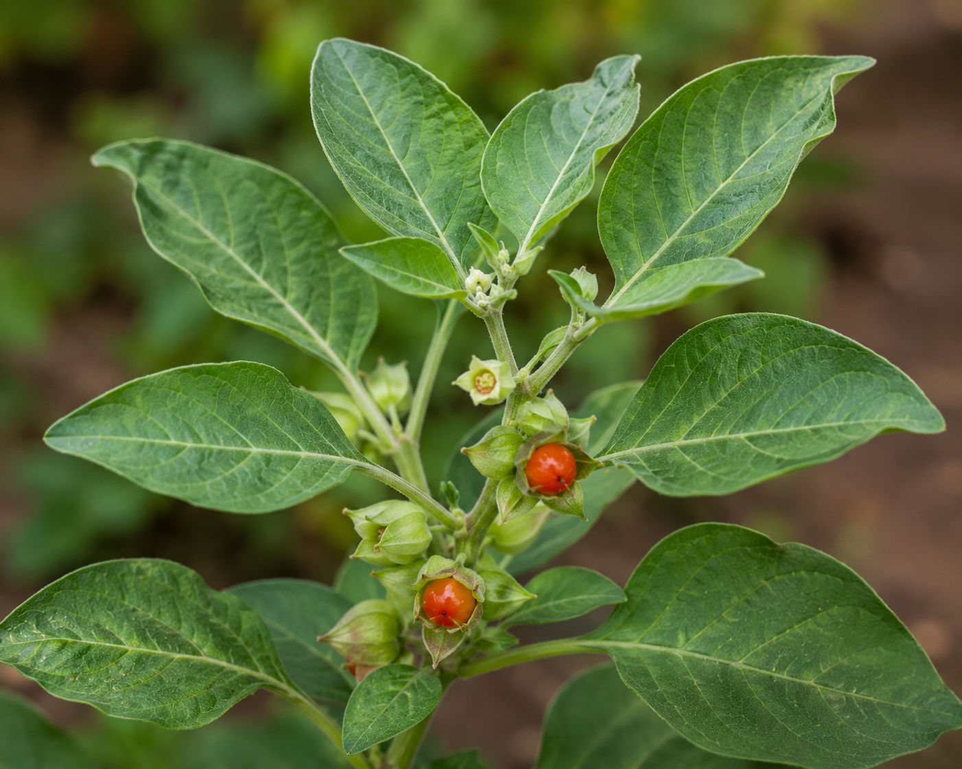 Medicinal Plants