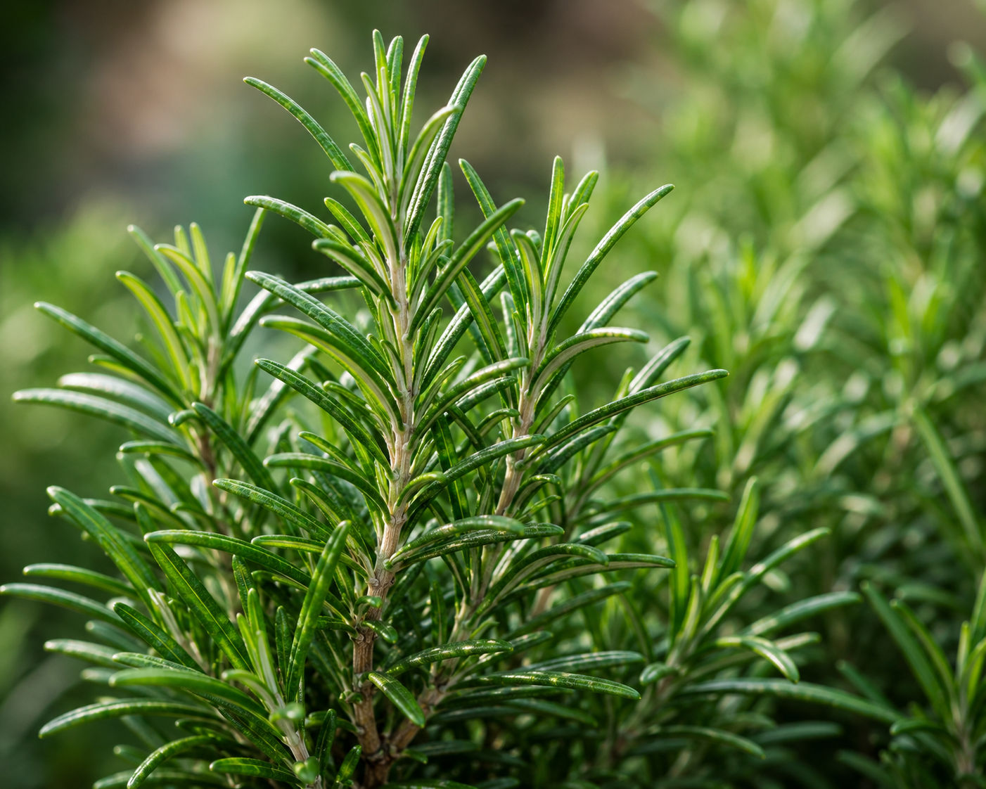 Rosemary
