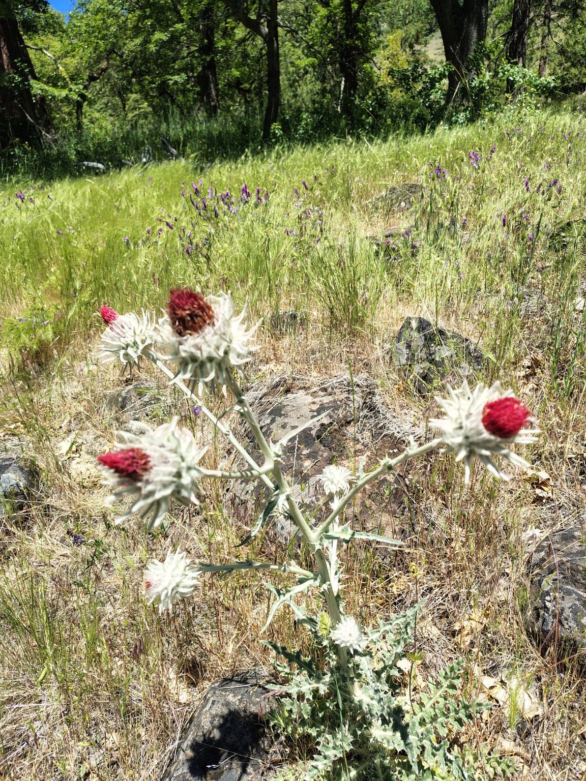 Native wildflower at Rogue Rapid Farms
