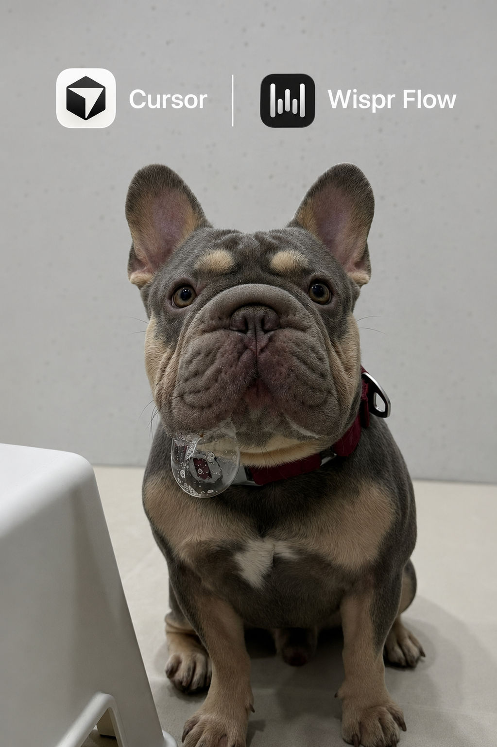 Robbie the French Bulldog looking at the camera with a bubble on his chin