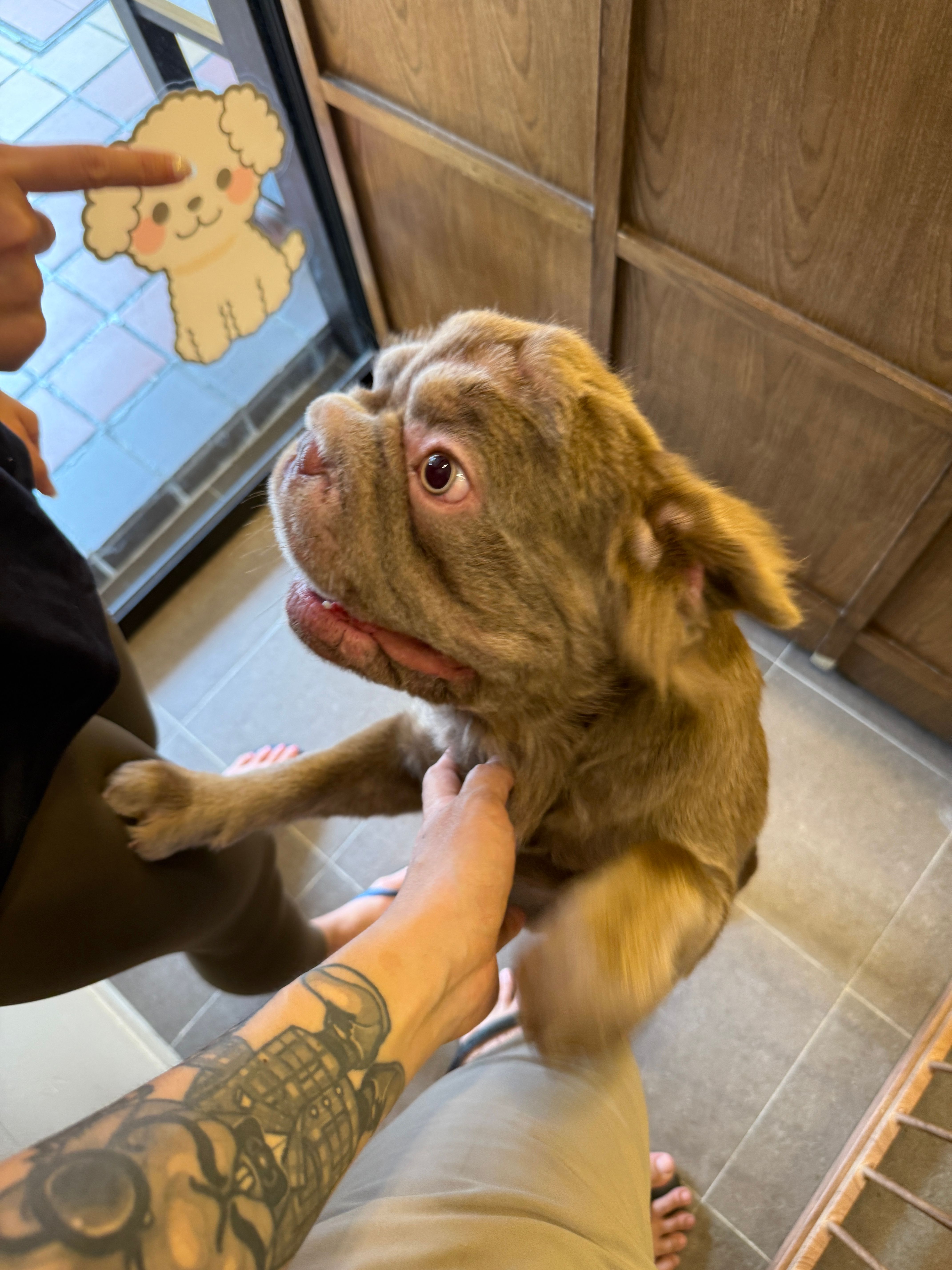 Excited light brown dog jumping up inside PomPom Pet Woodlands salon