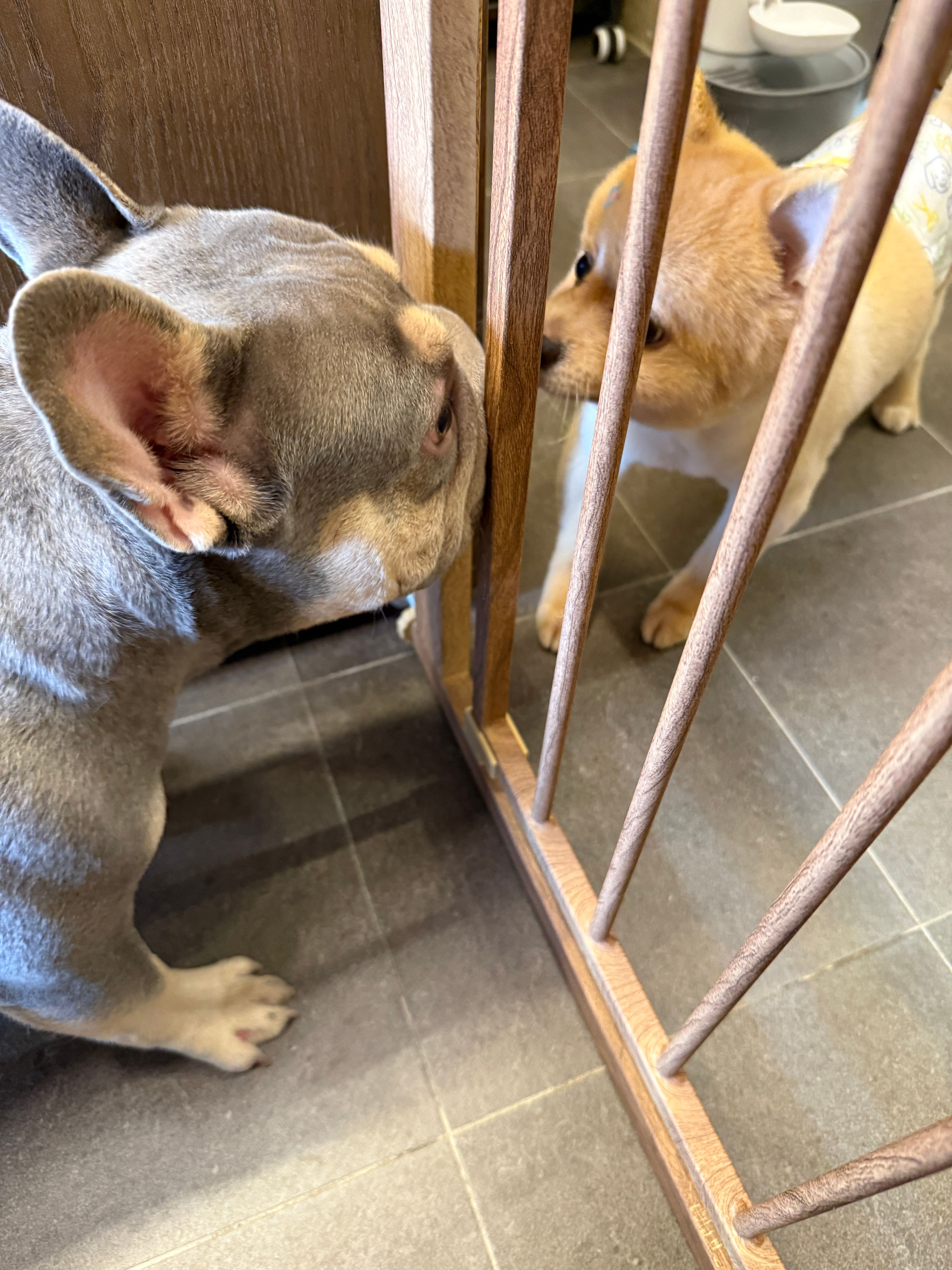 Grey French Bulldog and tan puppy separated by wooden pet gate at PomPom Pet daycare