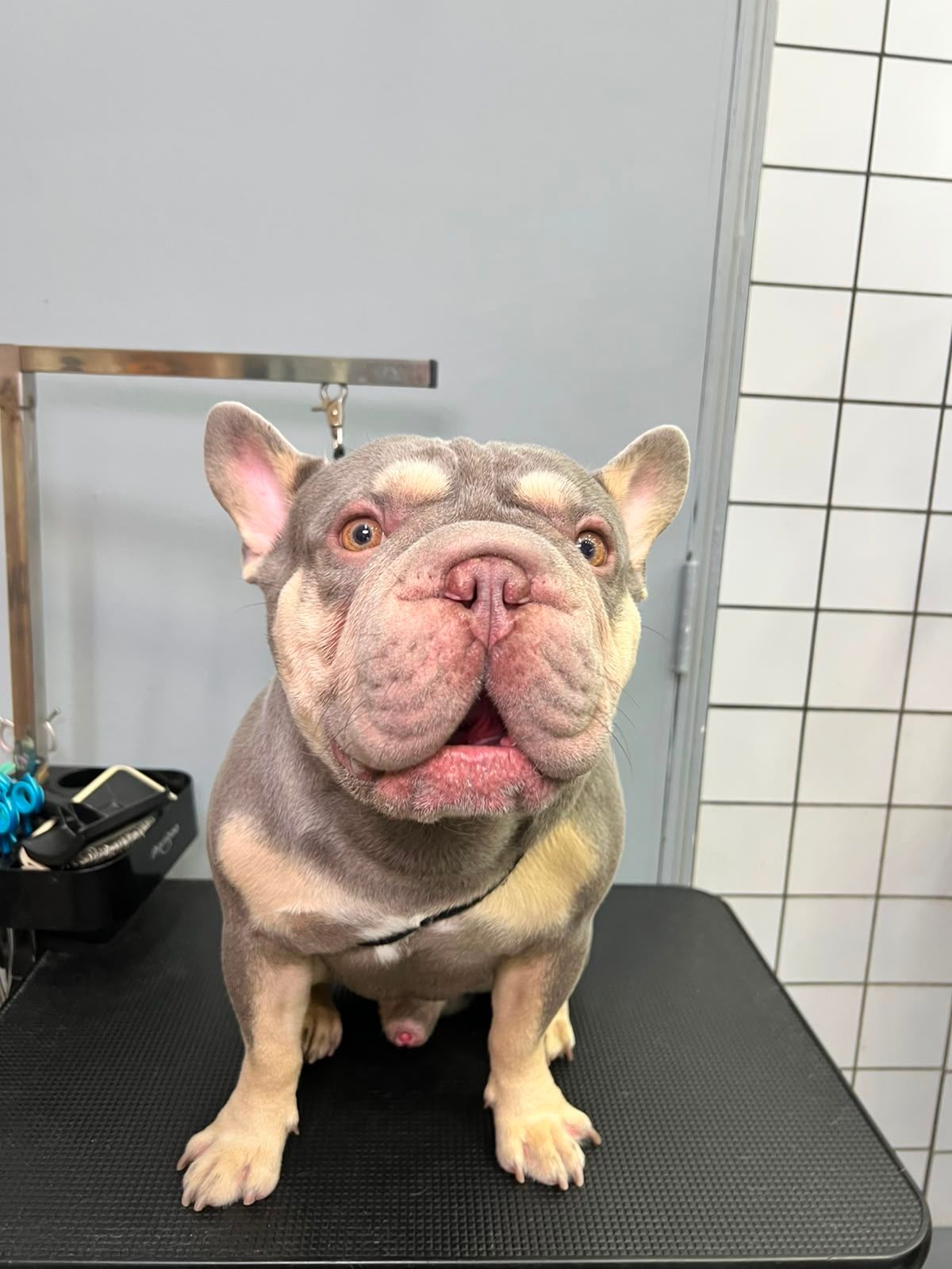 Freshly groomed lilac and tan French Bulldog sitting on black grooming table at PomPom Pet