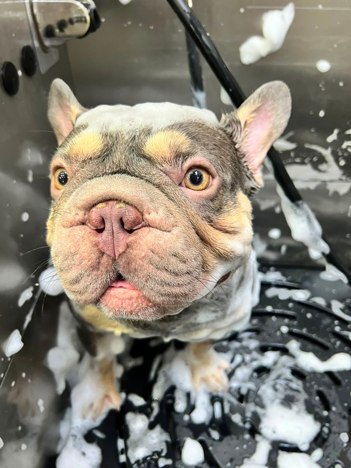 Grey and tan French Bulldog in stainless steel grooming tub with soap suds on head