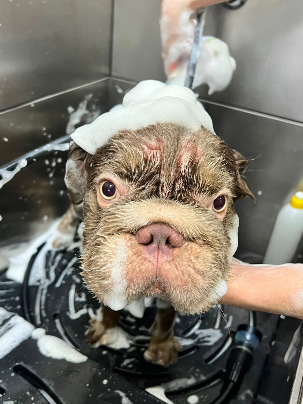 Brown French Bulldog in grooming tub with tall mound of white soap foam on head