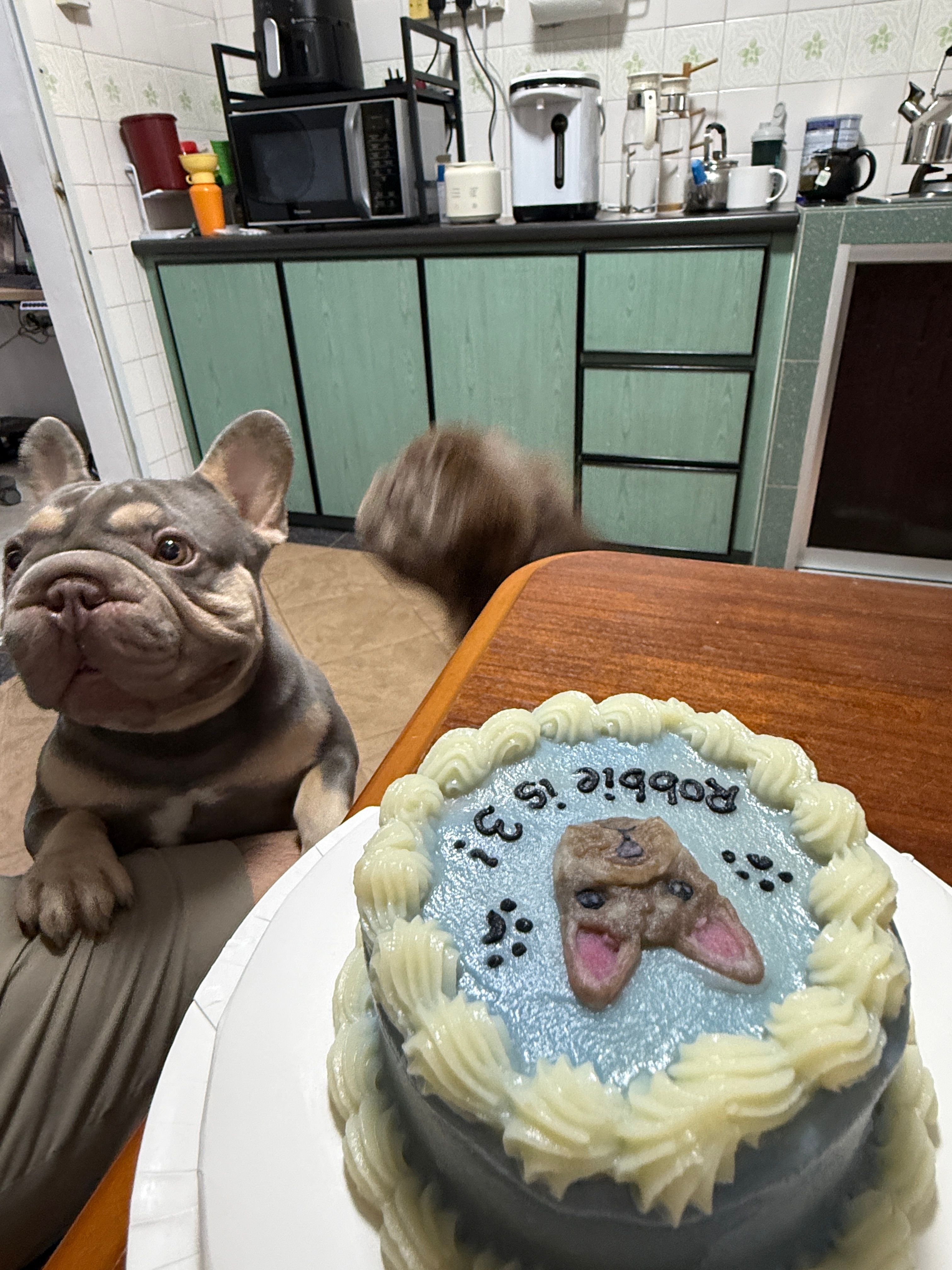 Robbie the French Bulldog beside his custom Pets Delight birthday cake