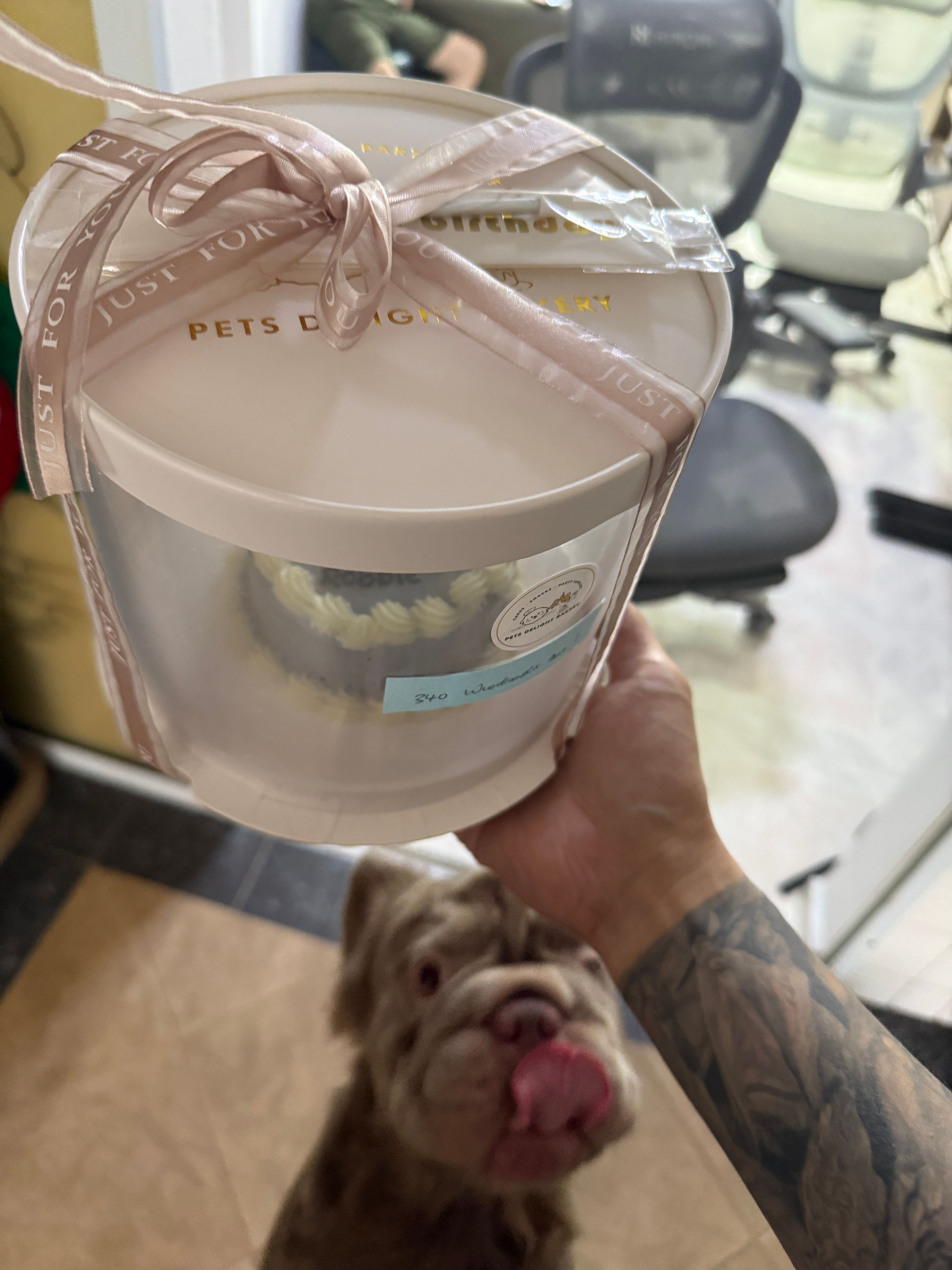 Robbie looking up while a Pets Delight cake box with a pink Just For You ribbon is held above him