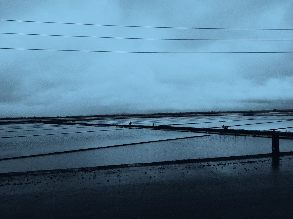 Flooded rice fields beneath an overcast sky.