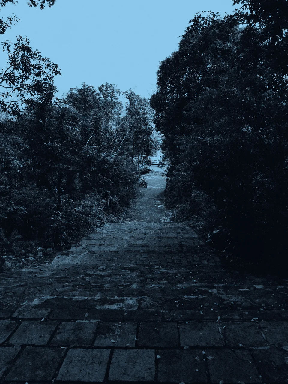 A stone path descending through dense greenery.