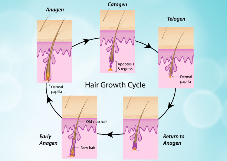 Hair-Growth-Cycle