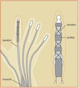 tendon-nerve-vessel-repair