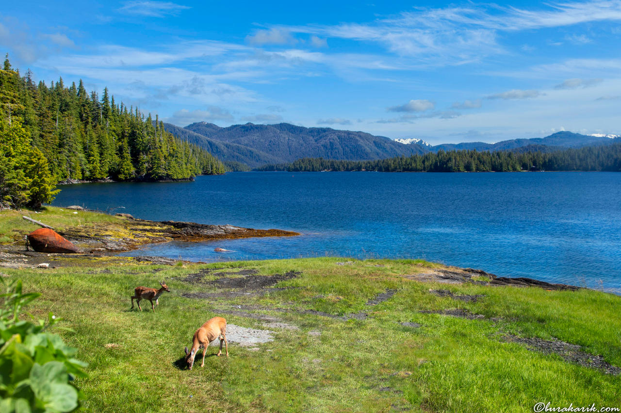 Beautiful Wilderness