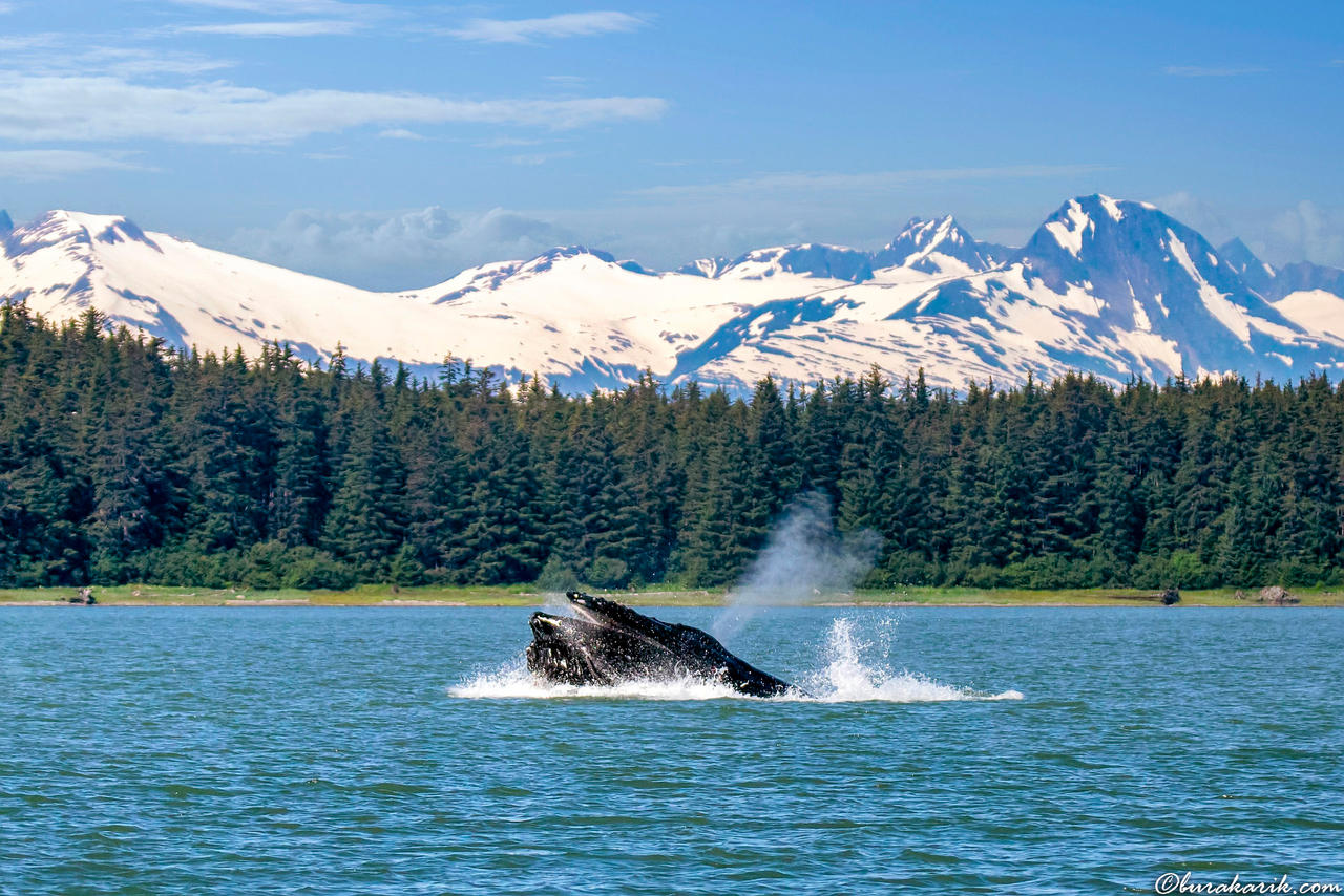Humpback Whale Says Hi