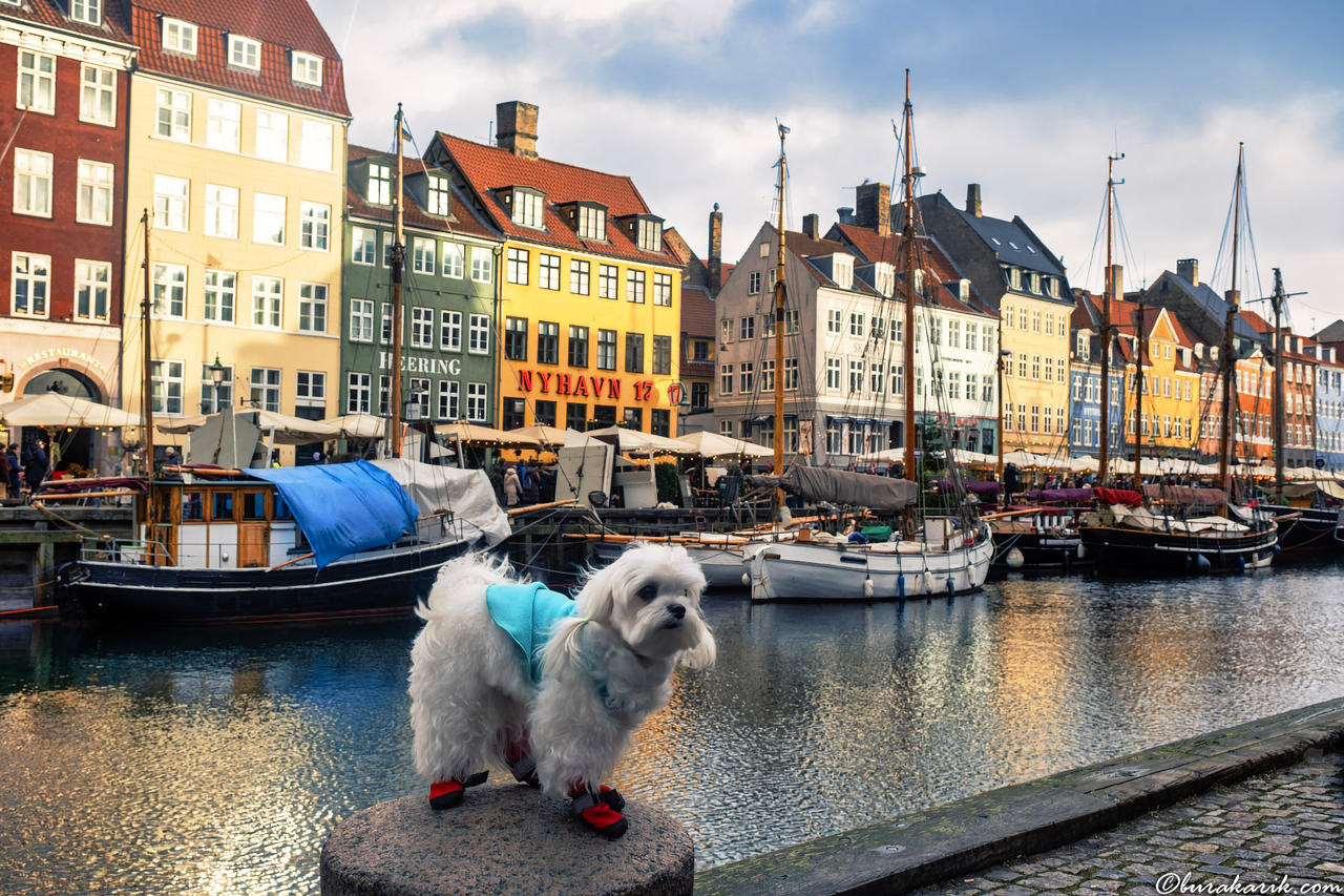 Nyhavn'da Patiler ve Yansımalar