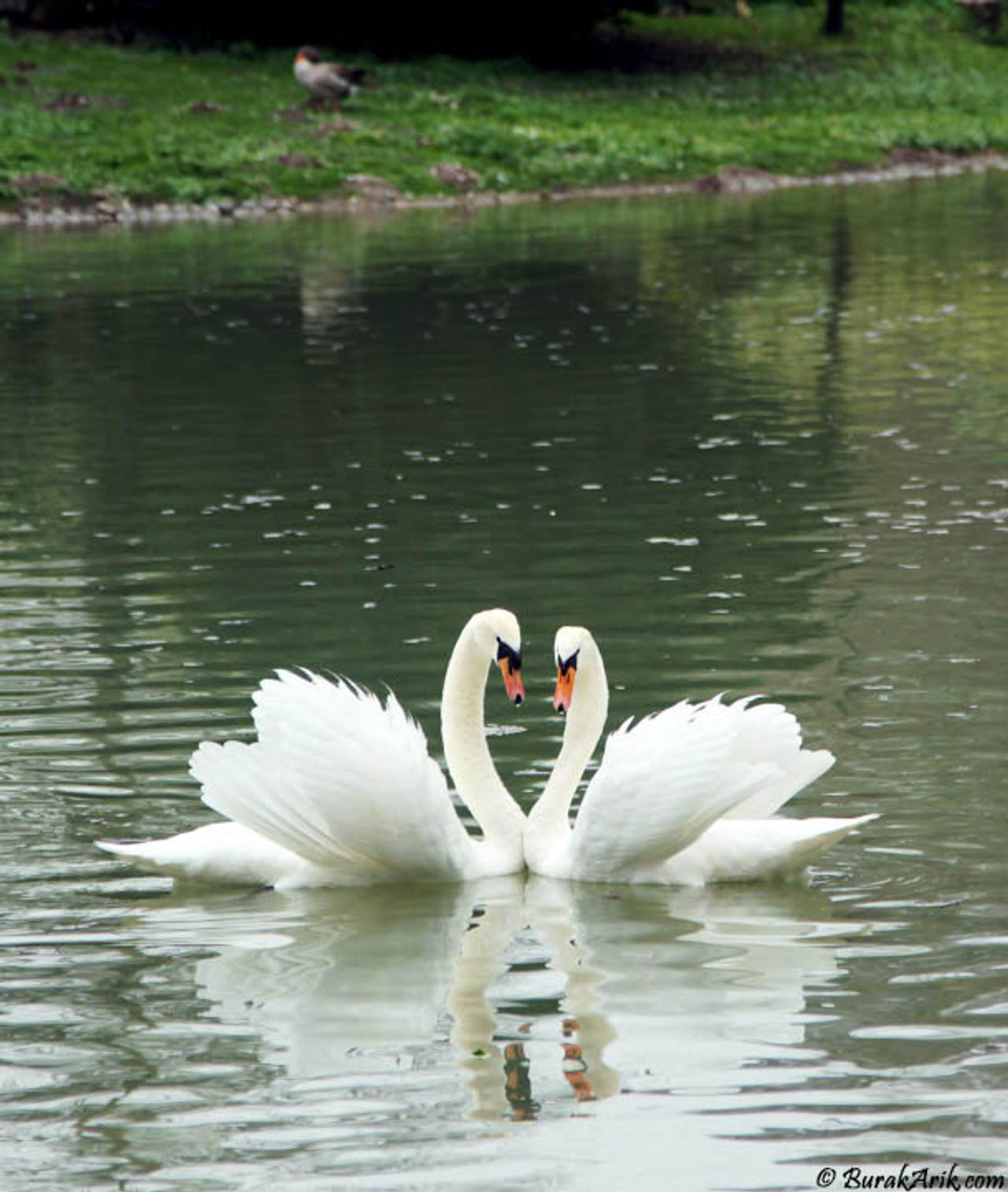 Swans in English Garden