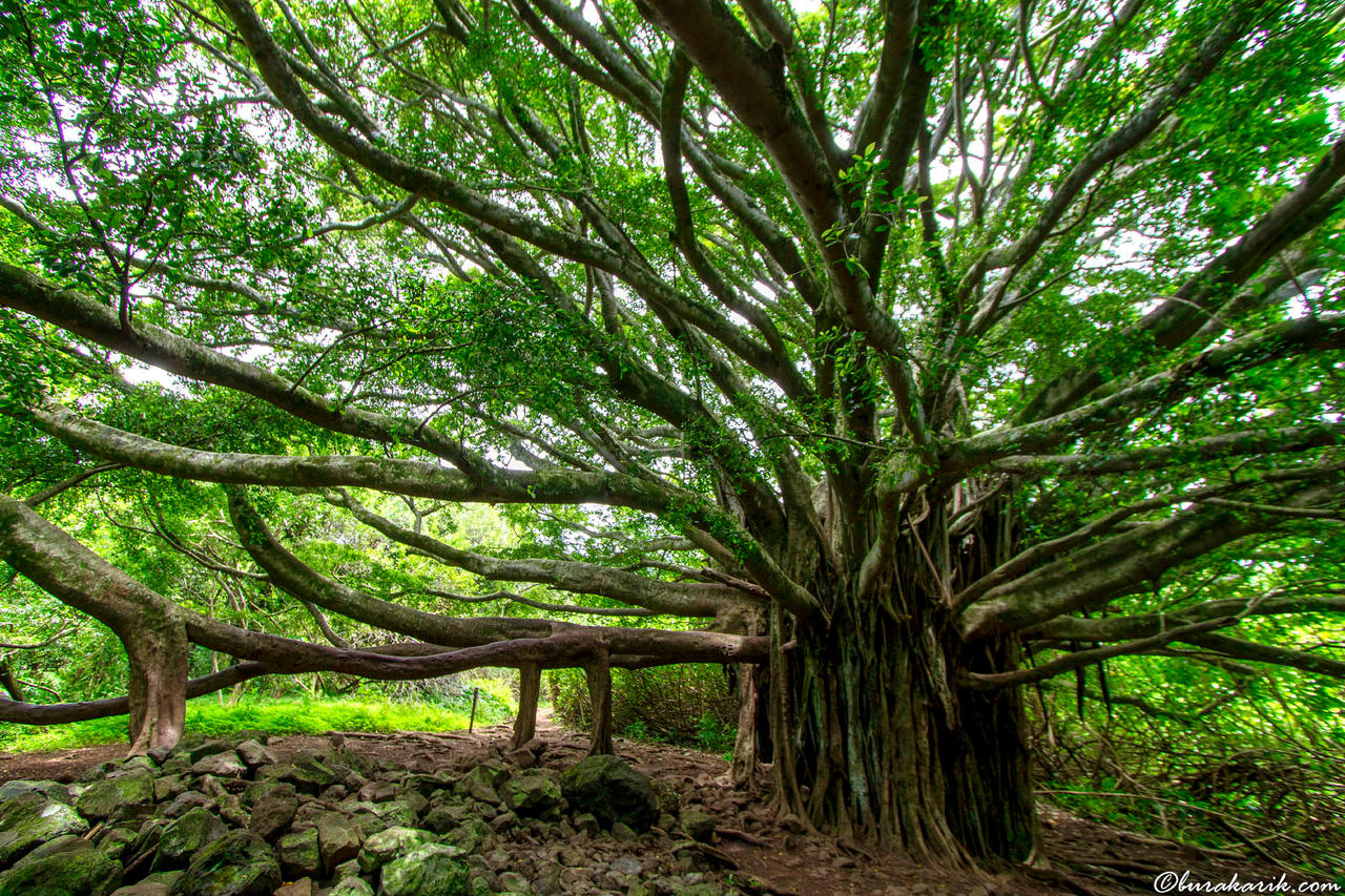 A Banyan Tree on Pipiwai Trail