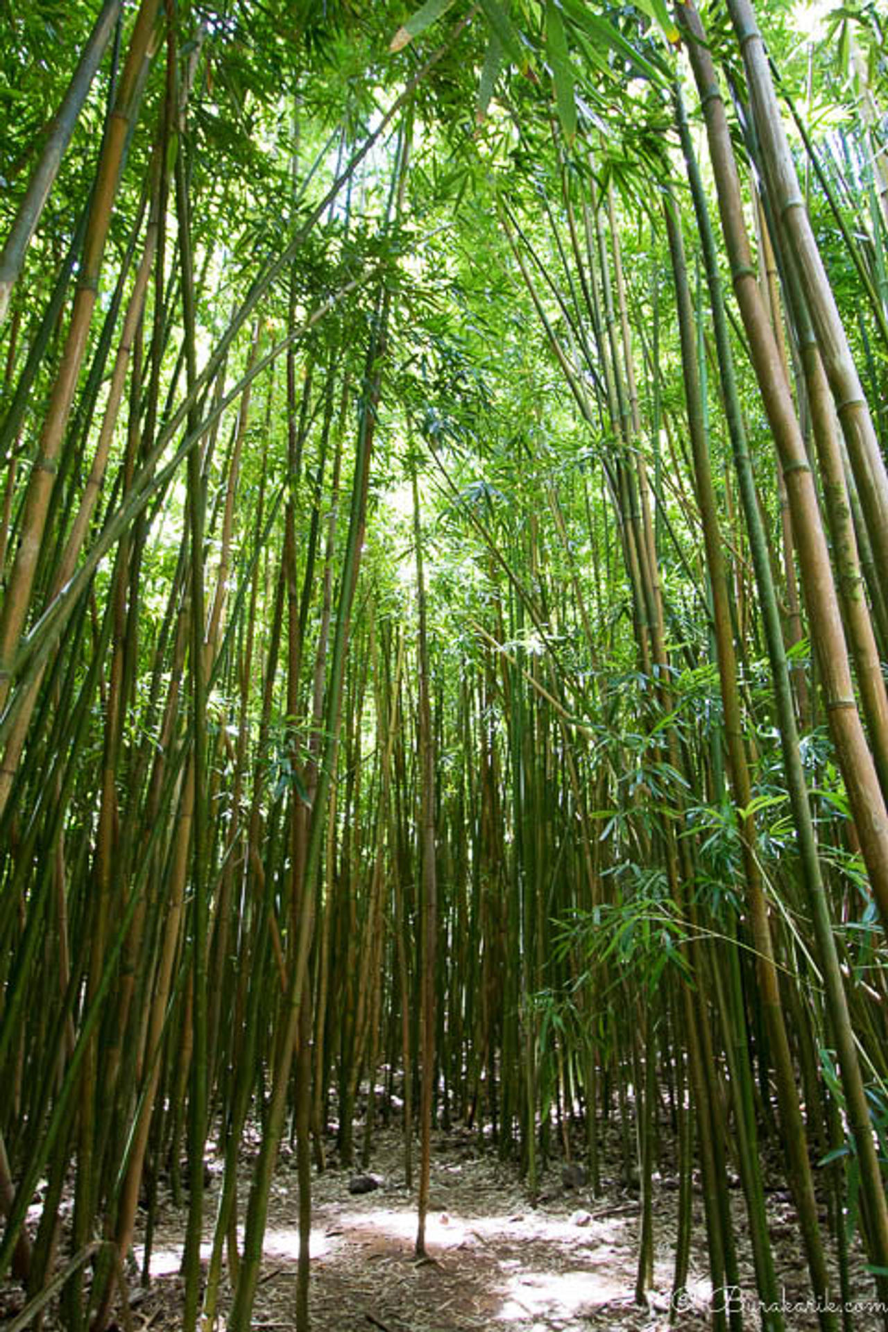 Bamboo Forest