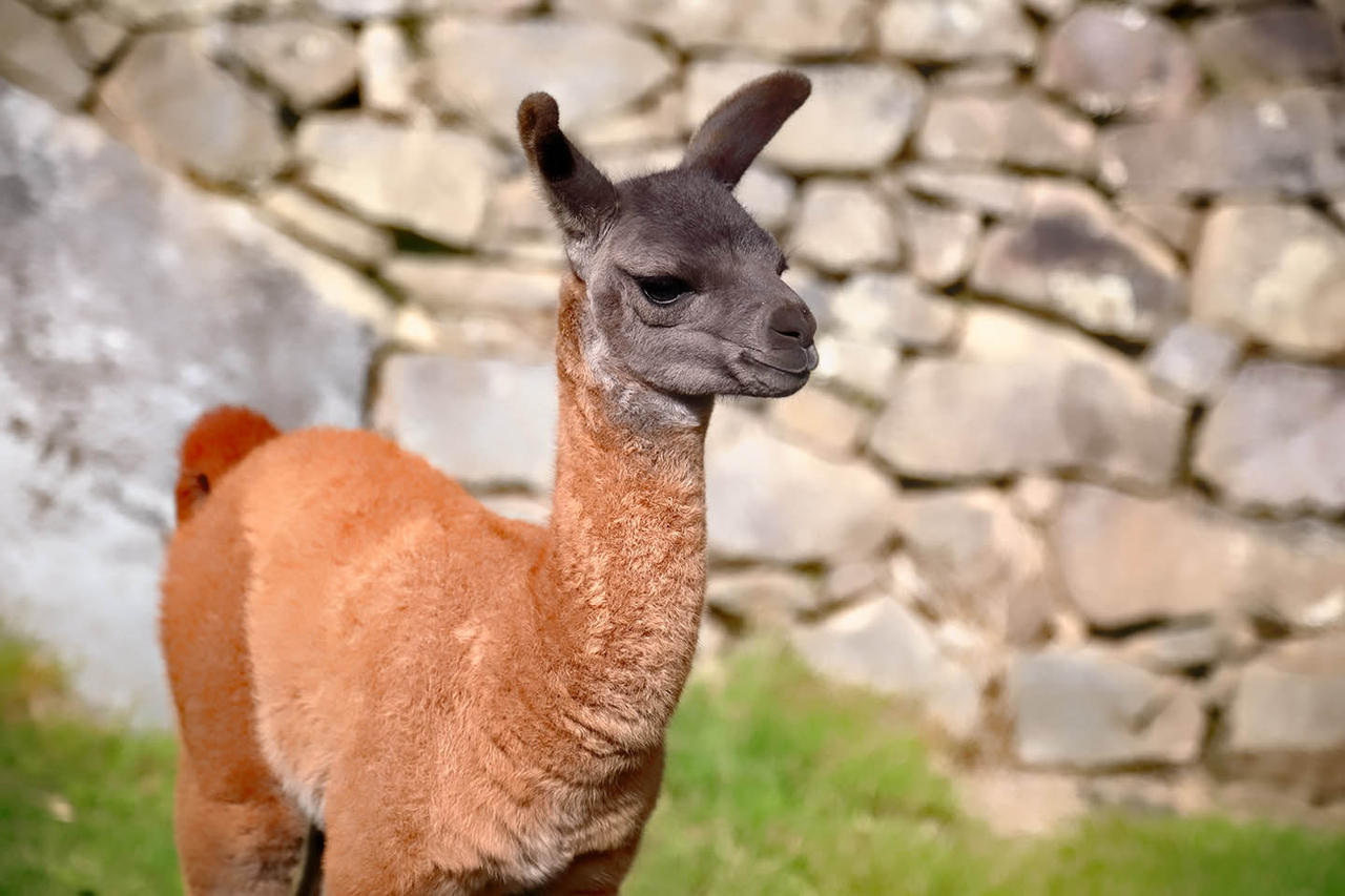 Bebek Lama