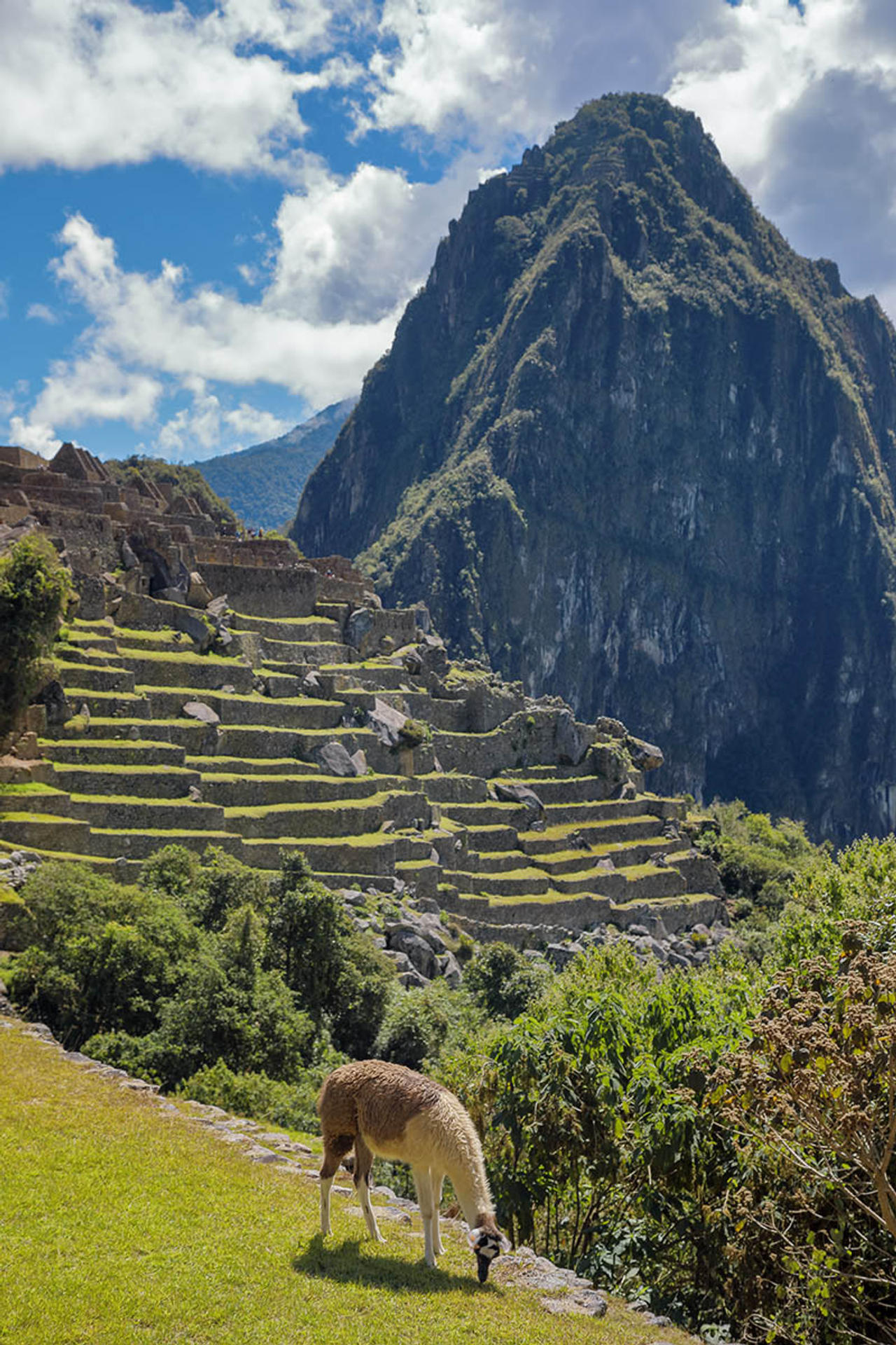 Machu Picchu'da Lamalar