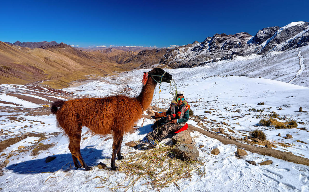 Llama and the Boy