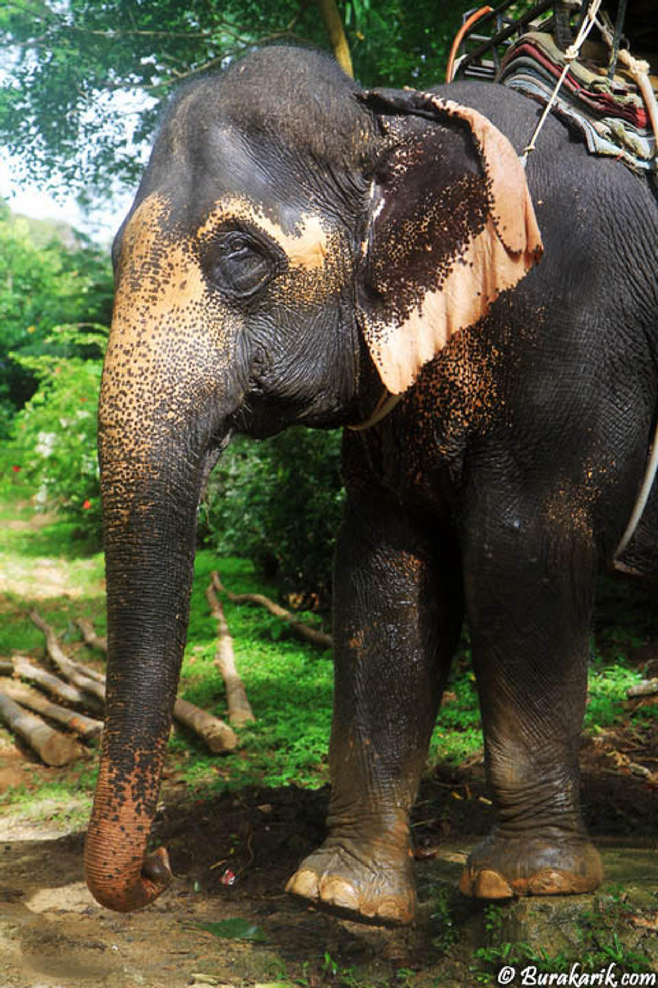 Worker Elephants