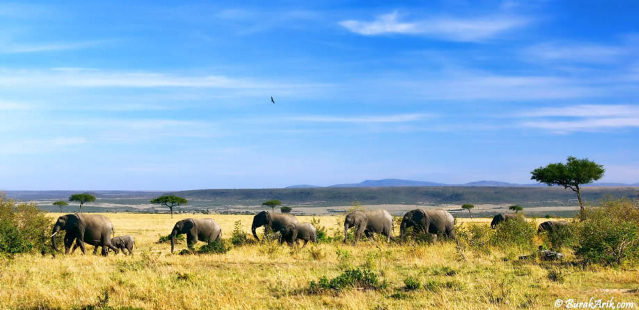 Elephant's Path