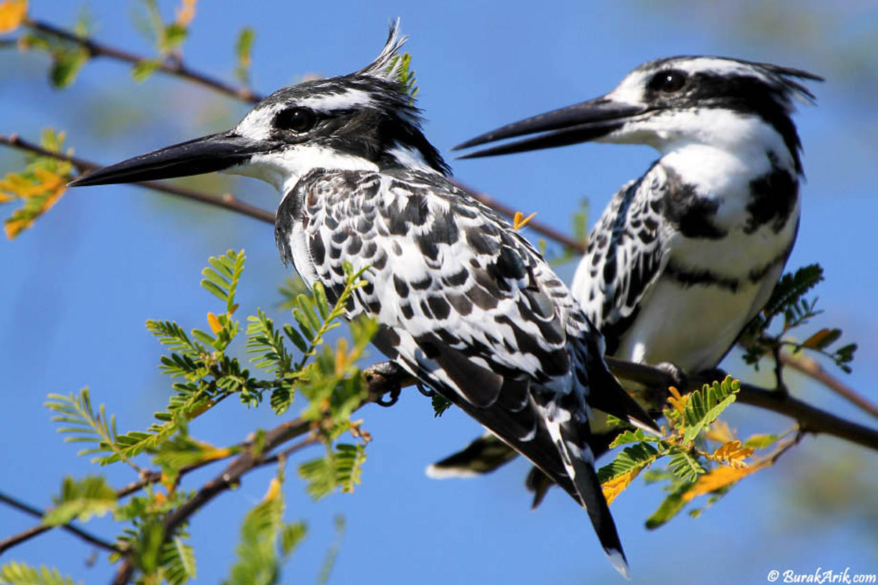 Kingfishers