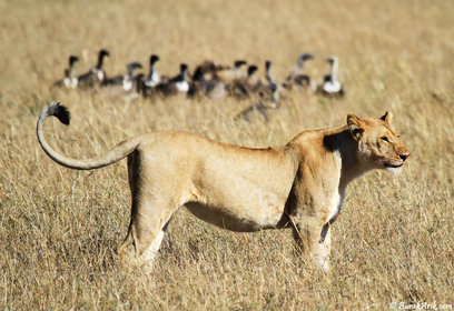 Lion And Vultures