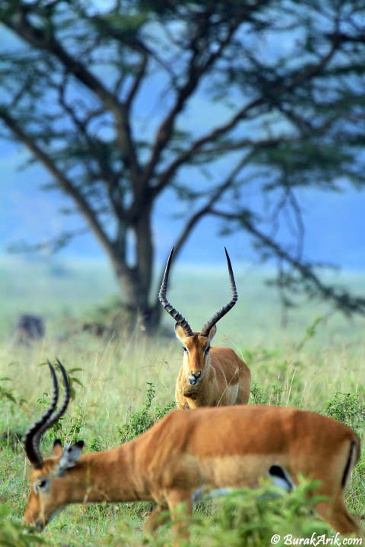 Grant's Gazelle