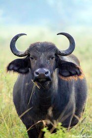Buffalo