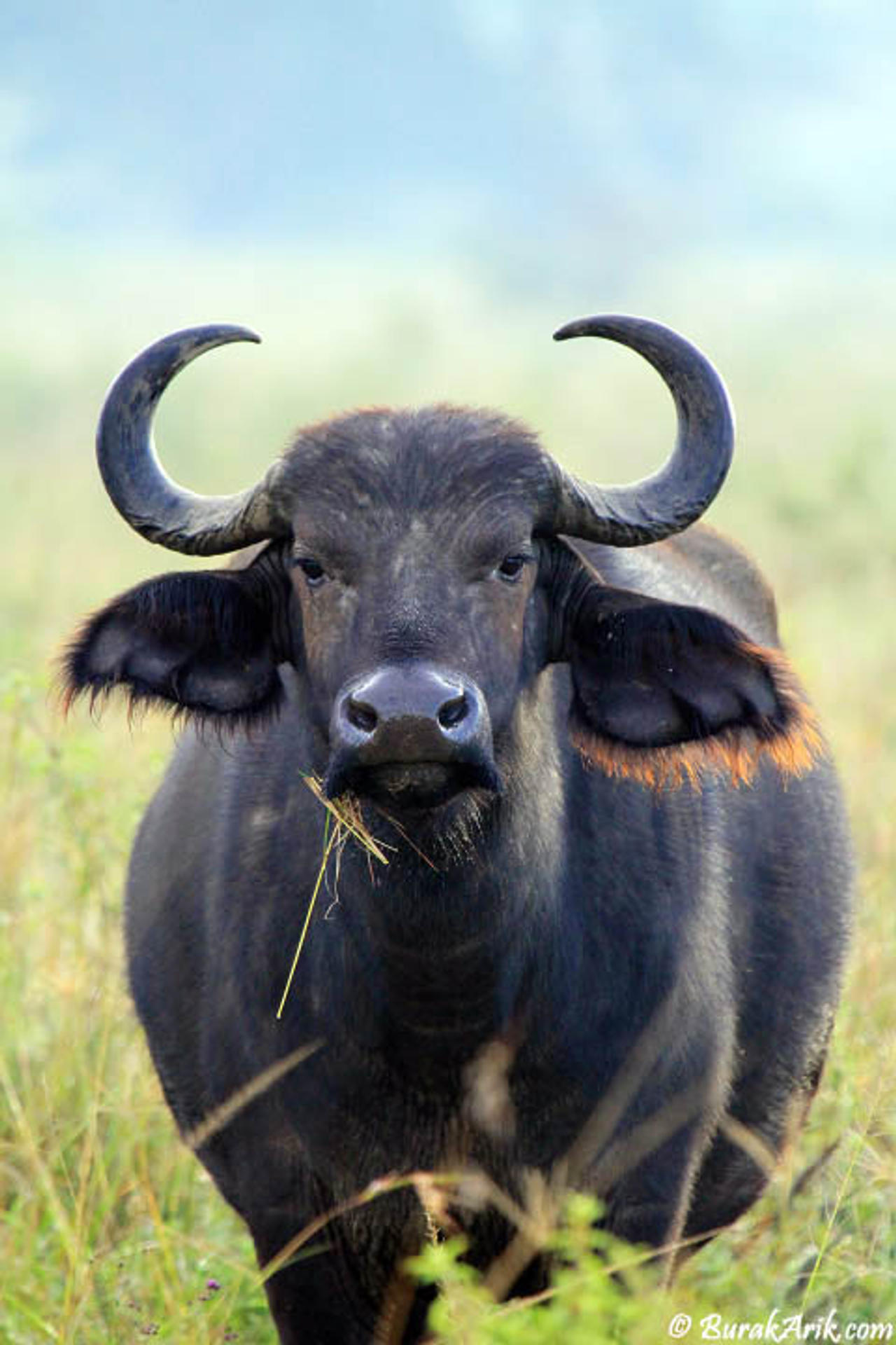 Bufalo