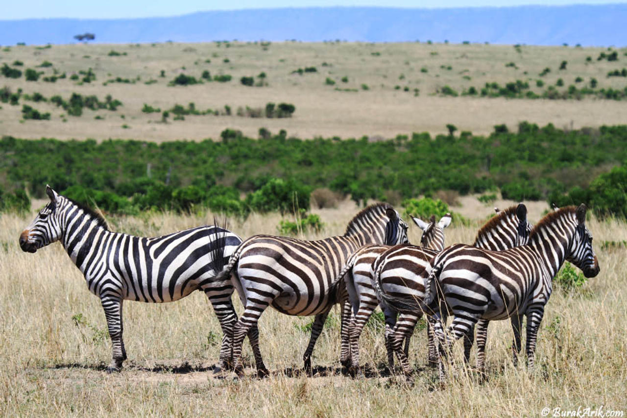 Offended Zebras