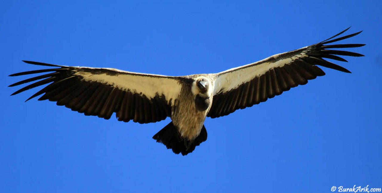 Vulture Scouting