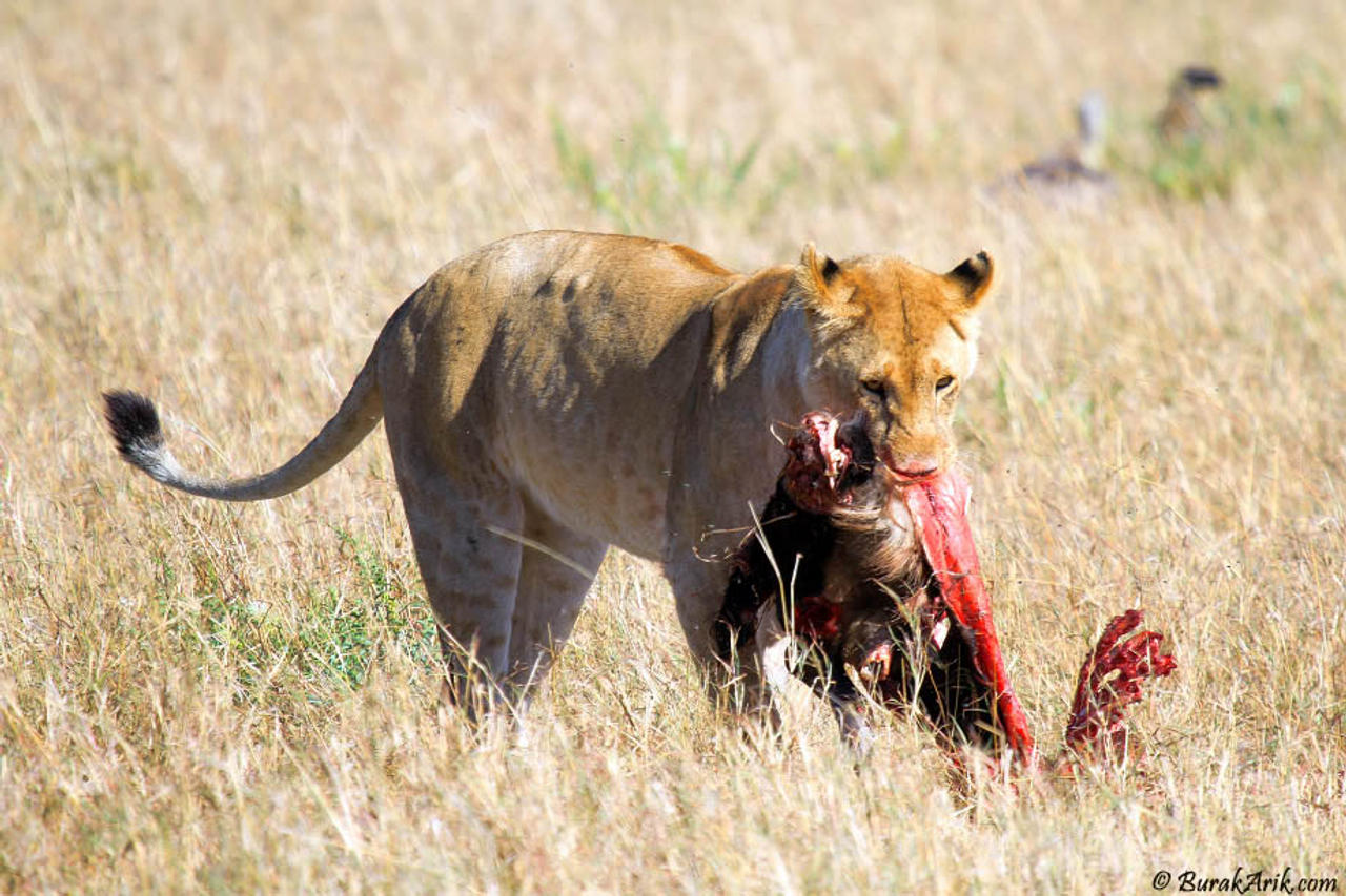 Lion On Duty
