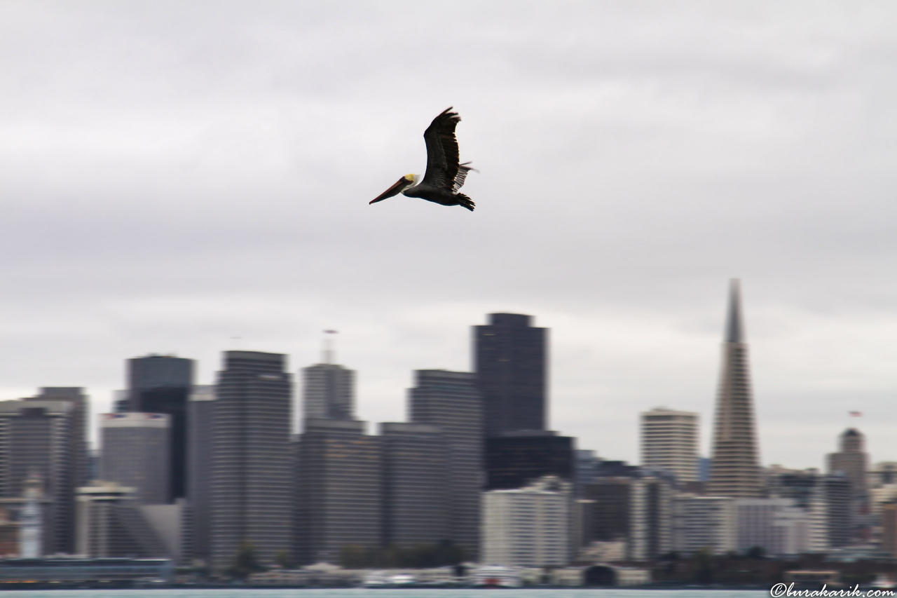 San Francisco'da Kuş Olmak