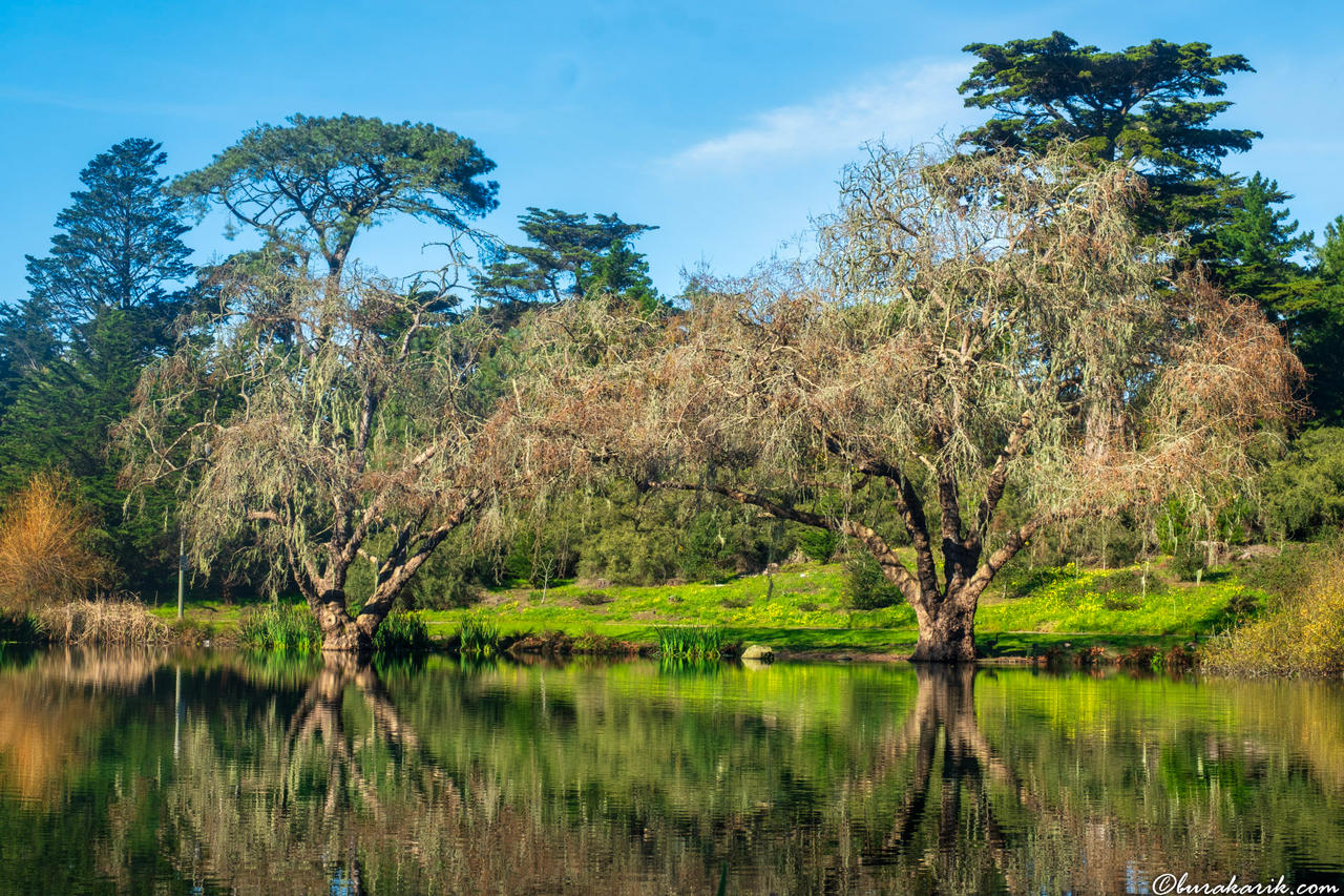 Quiet Reflection at Golden Gate Park