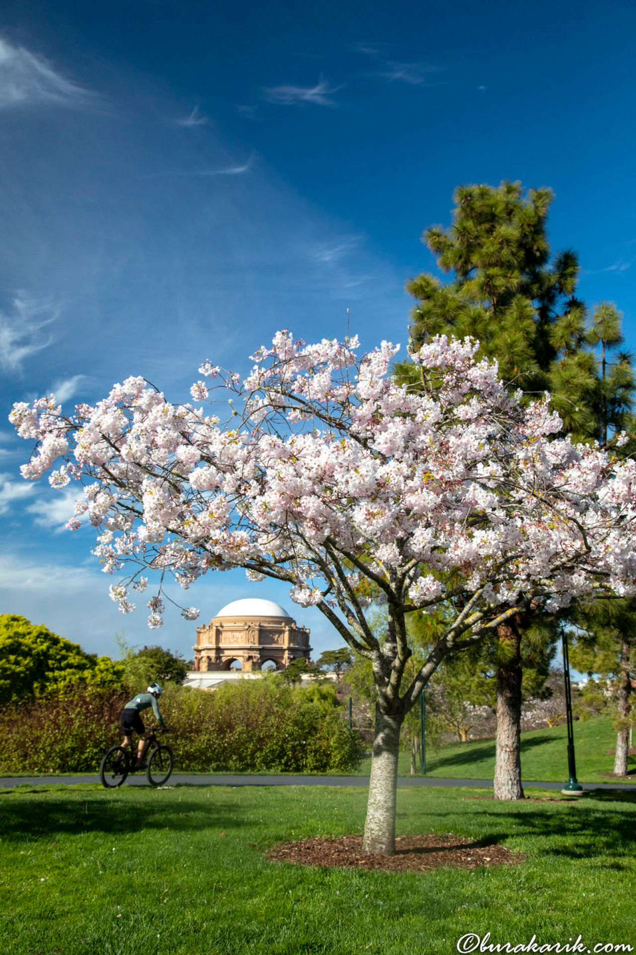 Spring Blossoms