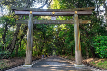 Meiji Mabedi'nde Torii Kapısı
