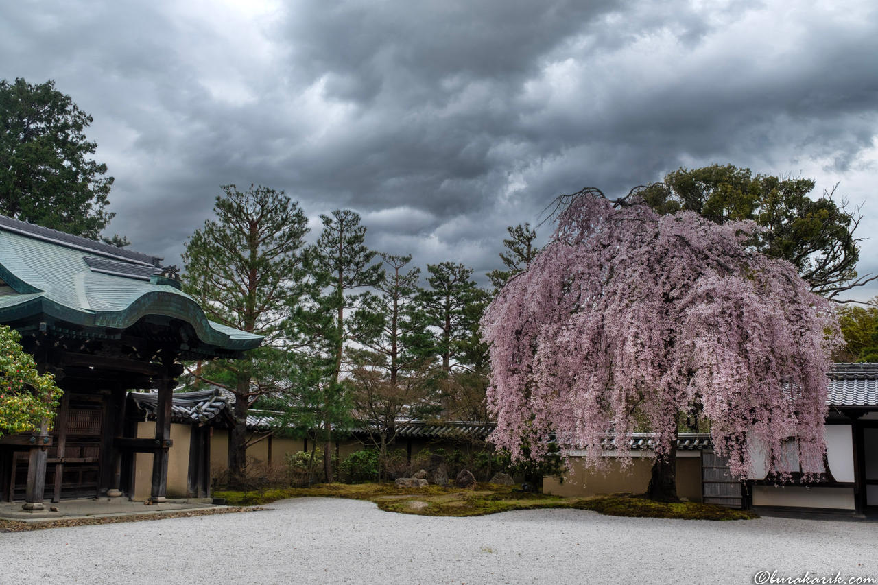 Pink Sakura at Kōdaiji Temple