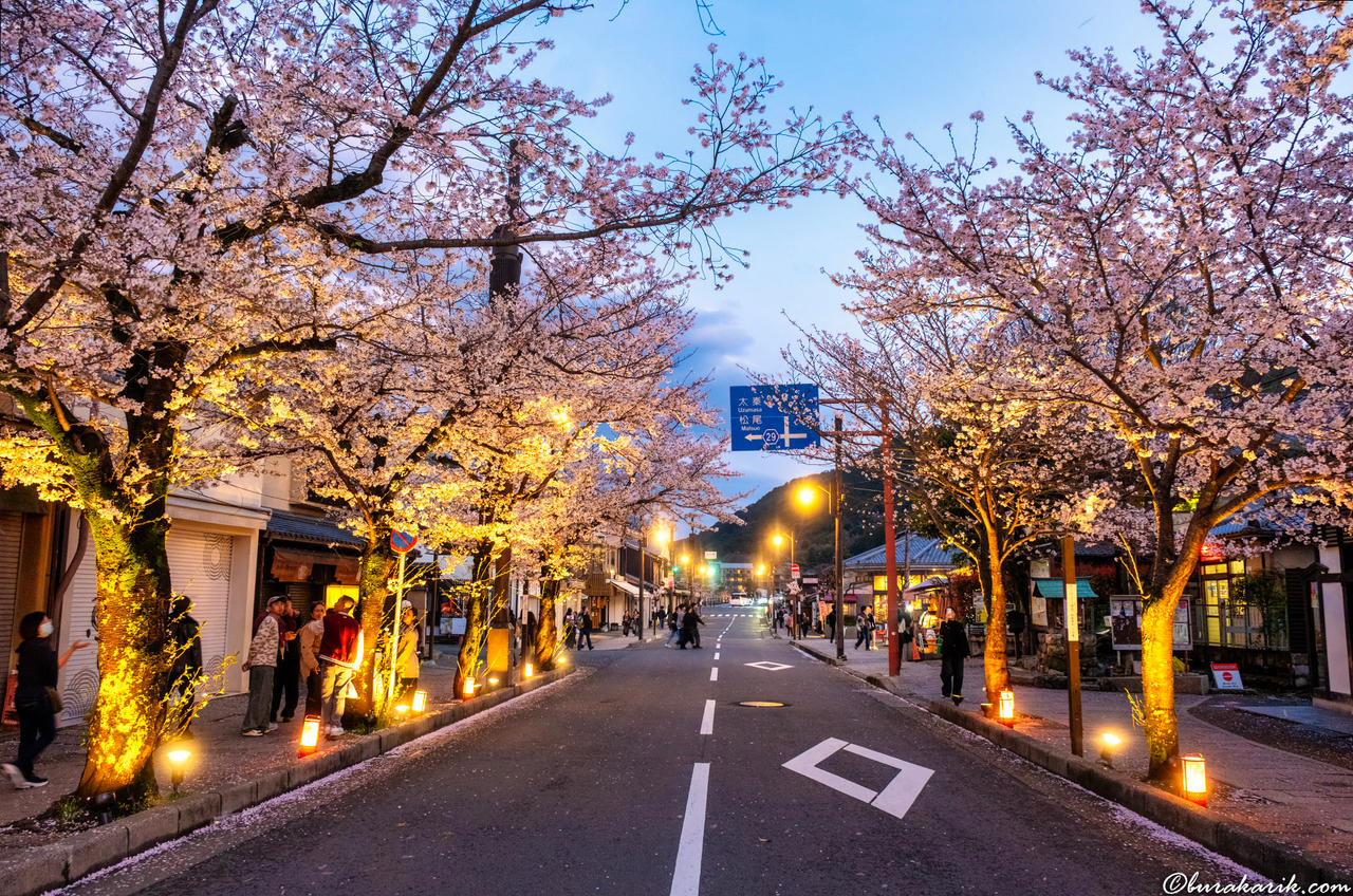 Evening Sakura in Arashiyama