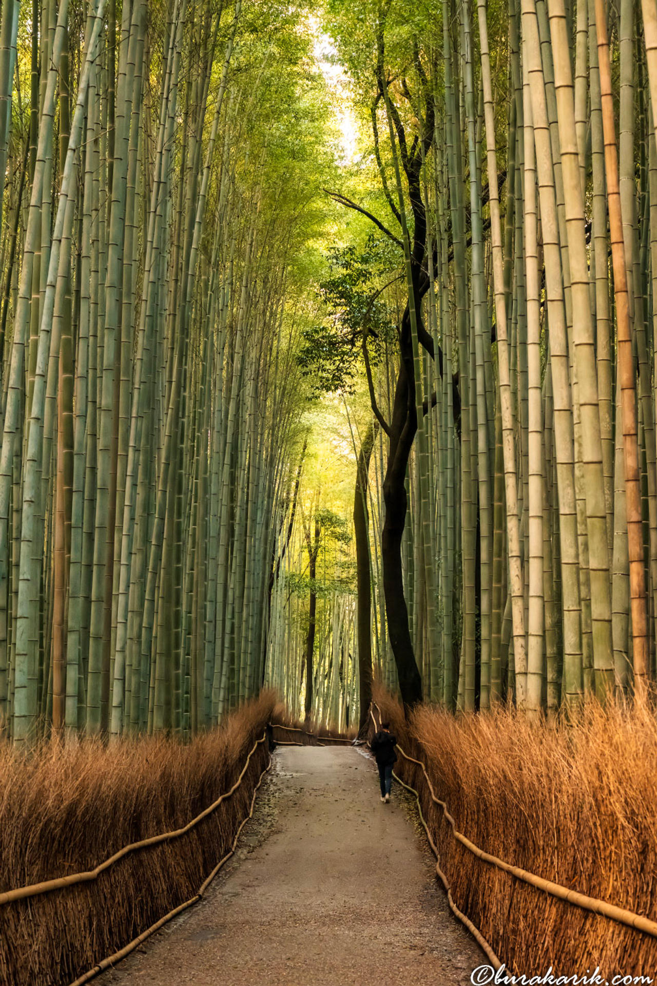 Arashiyama Bamboo Walk